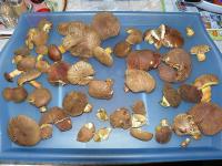 něco málo co bylo v lese